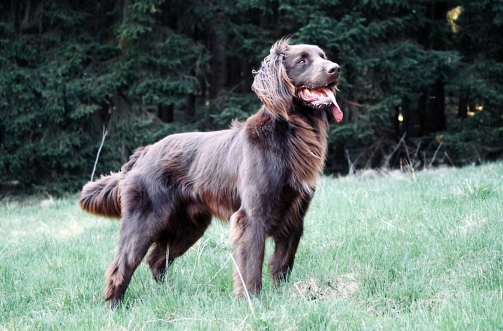 Leo vom Fränkischen Bauern