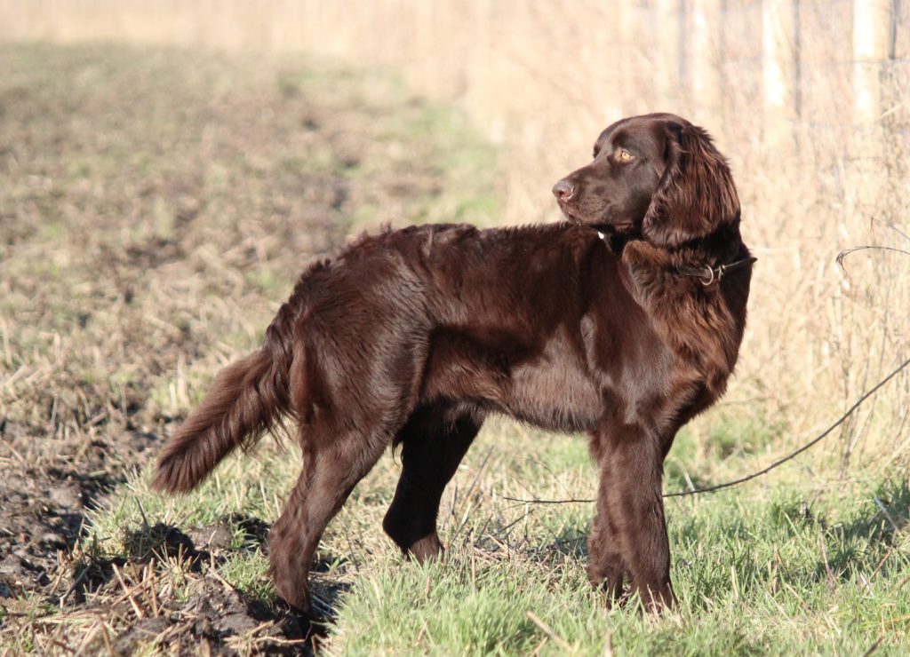 Basco von der Walsbeck